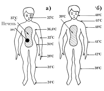 Рис 17. Типичные температуры частей тела человека до входа в баню а) и при выходе из бани б).
